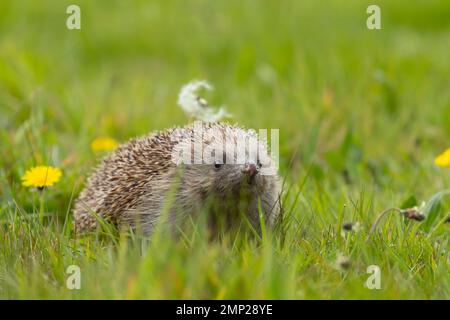 Europäischer Igel Erinaceus europaeus, Erwachsener auf einer Wiese zur Frühlingszeit, Suffolk, England, Vereinigtes Königreich Stockfoto