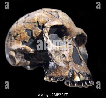 Spezies Homo habilis Schädel. Handlicher Mann. Archaische Homo-Arten lebten vor 2,1 bis 1,5 Millionen Jahren. Homo habilis. Stockfoto