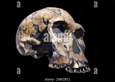 Spezies Homo habilis Schädel. Handlicher Mann. Archaische Homo-Arten lebten vor 2,1 bis 1,5 Millionen Jahren. Homo habilis. Stockfoto