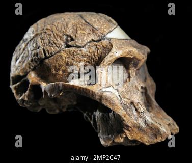 Abguss des Schädels STS 5, bekannt als Mrs. Ples, ein Fossil aus Australopithecus africanus, das in den Sterkfontein-Höhlen in Südafrika entdeckt wurde. Aus dem Pliozän. Stockfoto