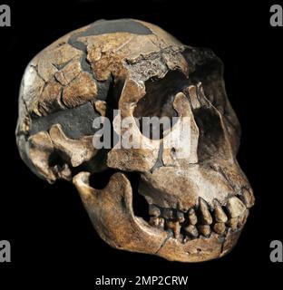 Art;Homo erectus Skull.der Turkana-Junge.Schädel aus Turkana in Kenia.Eugene Dubois fand asiatische Fossilien von Homo erectus auf Java.Turkana County;Bezirk in der ehemaligen Rift Valley Province of Kenia.(Besetzung von KNM-WT 15000) Stockfoto