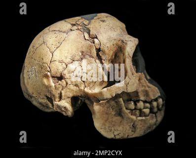 Homo floresiensis Schädel aus der Liang Bua Höhle auf der Insel Flores in Indonesien. Besetzung aus dem Jahre LB1 Stockfoto