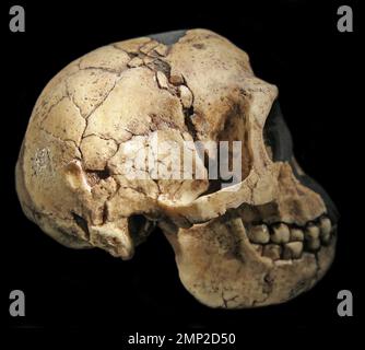 Homo floresiensis Schädel aus der Liang Bua Höhle auf der Insel Flores in Indonesien. Besetzung aus dem Jahre LB1 Stockfoto