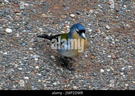 Portugal, Azoren, Sao Miguel, Vista do Rei: Azoren Chaffinch (Fringilla coelebs moreletti), Unterart Azoren. Stockfoto