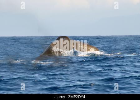 Portugal, Azoren, Sao Miguel, Ponta Delgada: Schwanz eines Taucherspermas Wale oder Cachalot (Physeter macrocephalus) Stockfoto