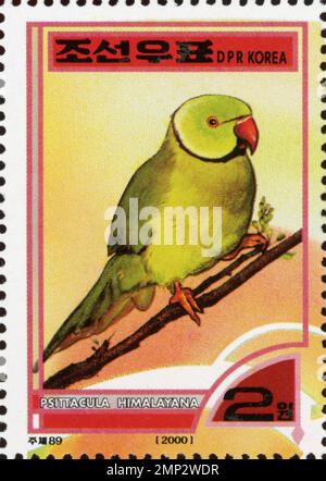 Nordkoreanische Briefmarke aus dem Jahr 2000 mit einem Schiefersittich (Psittacula himalayana), der auf einem Zweig thront. Stockfoto