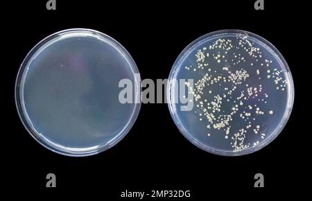 Petrischale vor und nach Aussaat von Bakterien in Agar Stockfoto