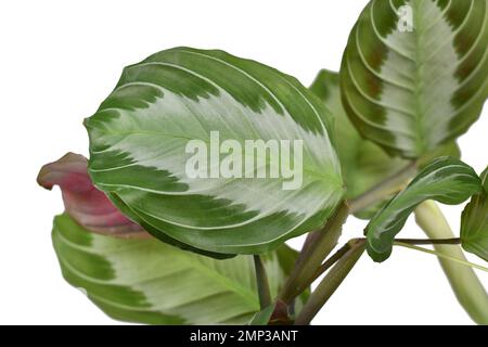 Blatt der exotischen 'Maranta Leuconeura Silver Band'-Zimmerpflanze auf weißem Hintergrund Stockfoto