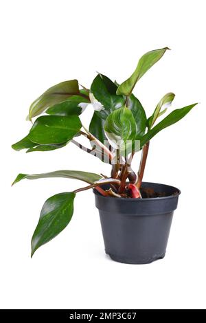 Tropische „Philodendron White Knight“-Zimmerpflanze mit weißen Variegationspunkten auf weißem Hintergrund Stockfoto