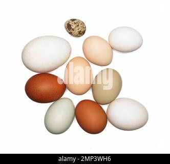 Ente, Wachtel, Tier, Natur, Natur, Farm, Huhn, Schale, isoliert, Lebensmittel, ostern, frisch, Eier, weiß, Bio, Braun, Geflügel, Gegenstand, Eierschale, Stockfoto