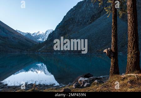 Das Ufer des Shavlinskoe-Sees inmitten der Berge mit Reflexion der Gipfel mit Gletschern und Schnee in Altai neben dem Baum auf der rechten Seite der fr Stockfoto