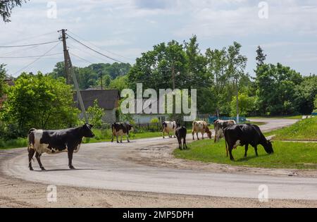 Kühe kommen an einem Sommertag auf dem Land von der Weide Stockfoto