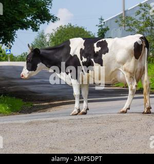 Kühe kommen an einem Sommertag auf dem Land von der Weide Stockfoto