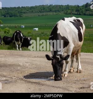 Kühe kommen an einem Sommertag auf dem Land von der Weide Stockfoto