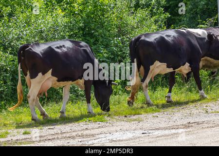 Kühe kommen an einem Sommertag auf dem Land von der Weide Stockfoto