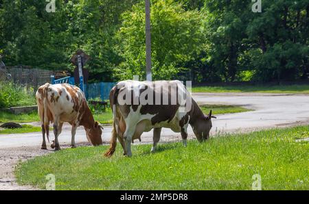 Kühe kommen an einem Sommertag auf dem Land von der Weide Stockfoto
