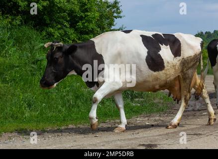 Kühe kommen an einem Sommertag auf dem Land von der Weide Stockfoto