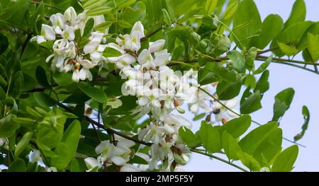 Weiße Akazienblumen an einem sonnigen Tag. Schließen. Sommer. Stockfoto