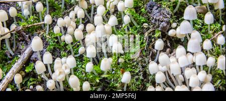 Pilze in der natürlichen Umgebung des Waldes Stockfoto