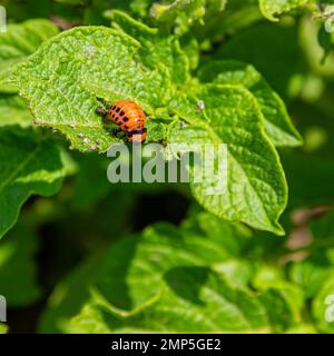 Colorado-Kartoffelkäfer-Larven auf einem Kartoffelblatt. Landwirtschaftliche Schädlinge Stockfoto