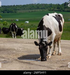 Kühe kommen an einem Sommertag auf dem Land von der Weide Stockfoto
