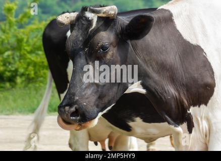 Kühe kommen an einem Sommertag auf dem Land von der Weide Stockfoto