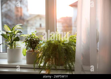 Verschiedene Topfpflanzen auf Fensterbank zu Hause Stockfoto