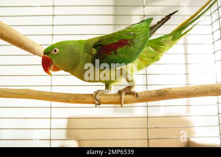 Wunderschöner Alexandrine Parakeet auf einem Ast im Käfig Stockfoto