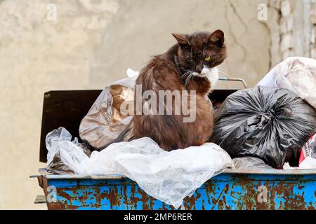 Landkatze auf einem Müllcontainer mit schlechter Laune und einem fürsorglichen Look verlassenes Tier Stadt Haustier Obdachlose Freund Traurigkeit helfen Stockfoto