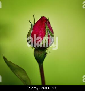 Wassertropfen auf Blüten Stockfoto