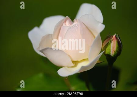 Wassertropfen auf Blüten Stockfoto