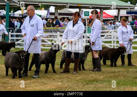 Farbige Ryeland-Schafe (dunkle Fleeces, Schafe) stehen neben Bauern (Männer Frauen) in der Schlange für die Beurteilung - The Great Yorkshire Show, Harrogate England UK. Stockfoto