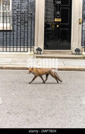 London, Großbritannien. 31. Januar 2023. Ein Fuchs in der Downing Street 10 London. Kredit: Ian Davidson/Alamy Live News Stockfoto