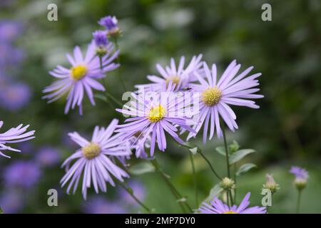 Blasslila Herbstblumen von Aster x frikartii 'Mönch, auch bekannt als Michaelmas Daisy im britischen Garten Sptember Stockfoto