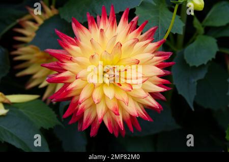 Rote und gelbe Blume der dekorativen Dahlia Sunset wächst im September in einem britischen Garten Stockfoto