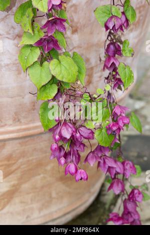 Blüten der zarten, mehrjährigen Purpurglocke, Rhodochiton atrosanguineus, die oft als jährlicher Anbau in einem britischen Garten behandelt wird, September Stockfoto