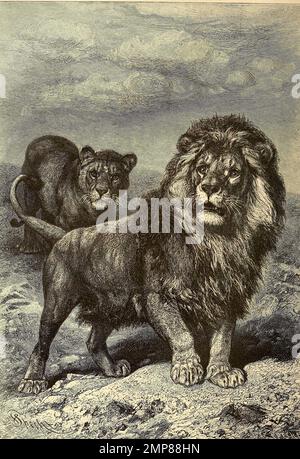 Löwe, Panthera leo, digitale Restaurierte Reproduktion einer Originalvorlage aus dem 19. Jahrhundert, genaues Originaldatum nicht bekannt Stockfoto