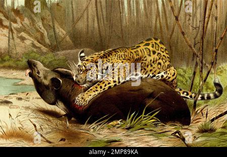 Jaguar, Panthera onca, eine Art aus der Familie der Katzen, die in Mittel- und Südamerika verbreitet ist, digital restaurierte Reproduktion einer Originalvorlage aus dem 19. Jahrhundert, genaues Originaldatum nicht bekannt Stockfoto