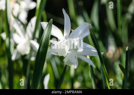 Blühende weiße Narzissen im Frühling. Weiße Narzissenblüten. Stockfoto