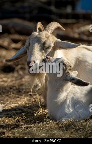 Eine weiße Ziege und das Baby küsst sie Stockfoto