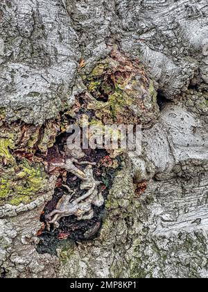 Die Riesenrinde eines Krabbenbaums im Winter Stockfoto