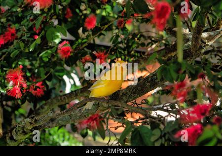 Der Gelbe kanarienvogel, Crithagra flaviventris, ist ein kleiner Passerinvogel in der Finkenfamilie. Stockfoto