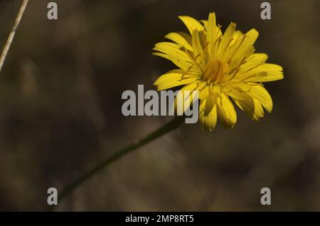 Gelbe Blume von Leontodon hispidus, erleuchtet von der Sonne auf einer duftenden Wiese Stockfoto