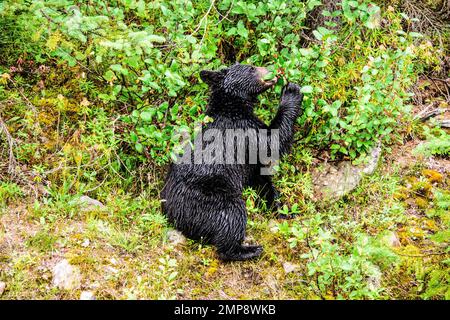 Schwarzbär ernährt sich von Beeren Stockfoto