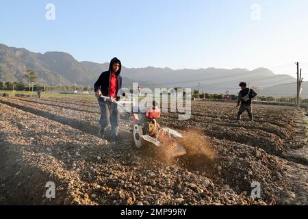 Fuzhou, Chinas Provinz Fujian. 31. Januar 2023. Bauern arbeiten auf einem Feld in Nantong Township im Minhou County, südostchinesische Provinz Fujian, 31. Januar 2023. Kredit: Jiang Kehong/Xinhua/Alamy Live News Stockfoto