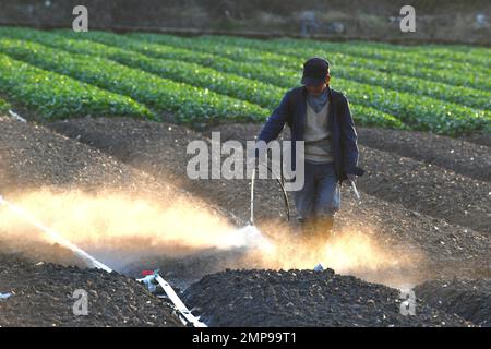 Fuzhou, Chinas Provinz Fujian. 31. Januar 2023. Ein Landwirt arbeitet auf einem Feld in der Stadt Nantong im Minhou County, südöstlich der chinesischen Provinz Fujian, 31. Januar 2023. Kredit: Jiang Kehong/Xinhua/Alamy Live News Stockfoto