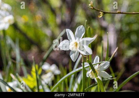 Blühende weiße Narzissen im Frühling. Weiße Narzissenblüten. Stockfoto