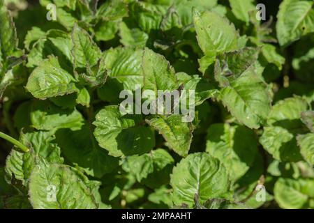 Monarda didima, die junge Pflanzen anpflanzt Stockfoto