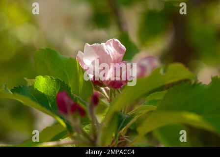 Nahaufnahme von roten Blüten auf dem Ast. Apfelblüte. Stockfoto