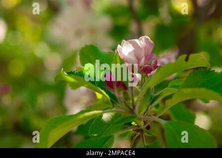 Nahaufnahme von roten Blüten auf dem Ast. Apfelblüte. Stockfoto